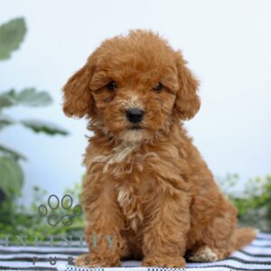 Breeds - Alt 2