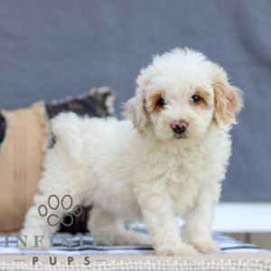 Breeds - Alt 16
