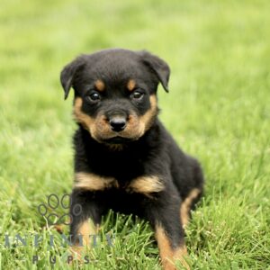 Breeds - Alt 11