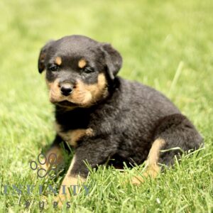 Breeds - Alt 12