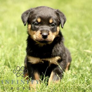 Breeds - Alt 10