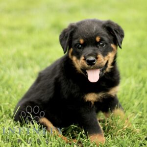 Breeds - Alt 18
