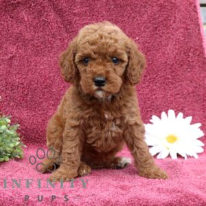 Breeds - Alt 19
