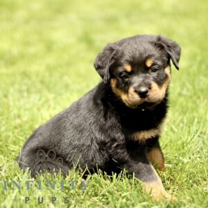 Breeds - Alt 19