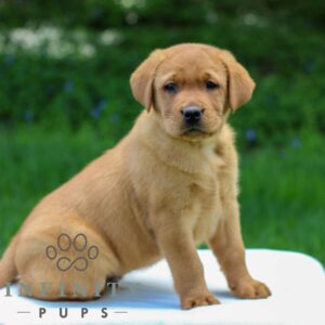 Breeds - Alt 2