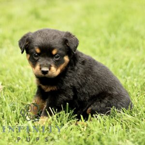 Breeds - Alt 16