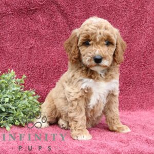 Breeds - Alt 11
