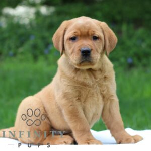 Breeds - Alt 22
