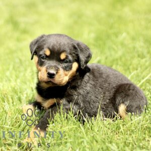 Breeds - Alt 8