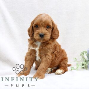 Breeds - Alt 10