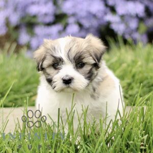 Breeds - Alt 22