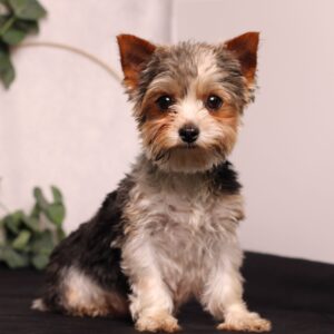 D’Awesome Wendy – AKC's mother, a Biewer Terrier