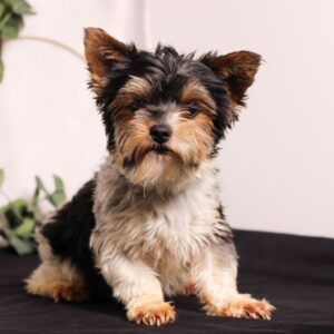 D’Awesome Wendy – AKC's father, a Biewer Terrier