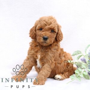 Breeds - Alt 18