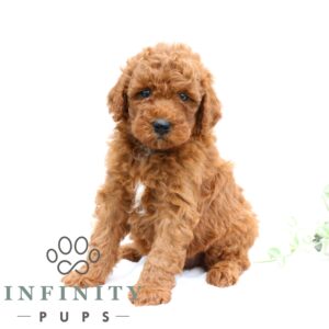 Breeds - Alt 2