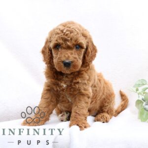 Breeds - Alt 2