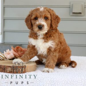 Breeds - Alt 20