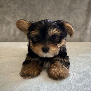 Breeds - Alt 18
