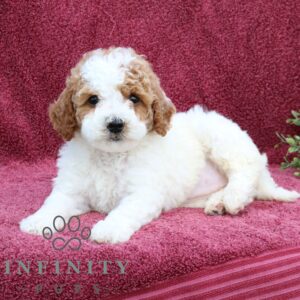 Breeds - Alt 24