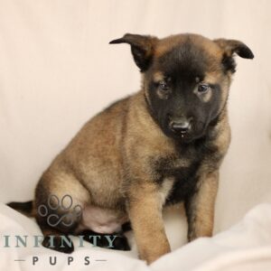 Breeds - Alt 10