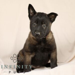 Breeds - Alt 16