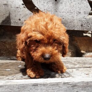 Breeds - Alt 21