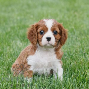Breeds - Alt 24