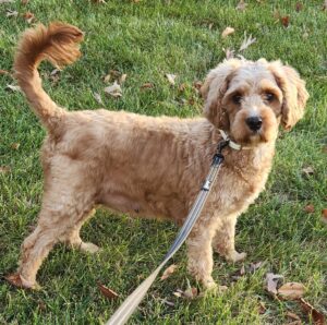 Ethan – f1b's mother, a Cavapoo