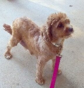 Foster – f1b's mother, a Cavapoo