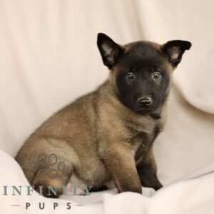Breeds - Alt 8
