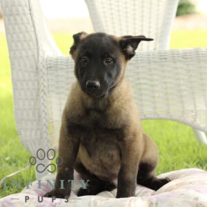 Breeds - Alt 16