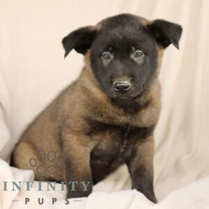 Breeds - Alt 11