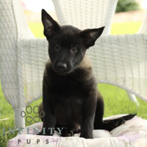 Breeds - Alt 19