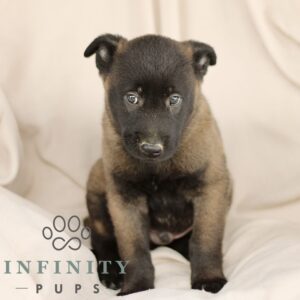 Breeds - Alt 22