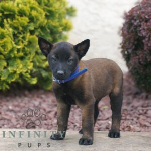 Breeds - Alt 8
