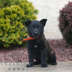 Breeds - Alt 1