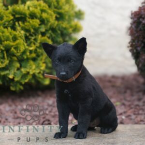 Breeds - Alt 2