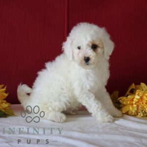 Breeds - Alt 30