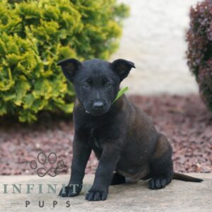 Breeds - Alt 3