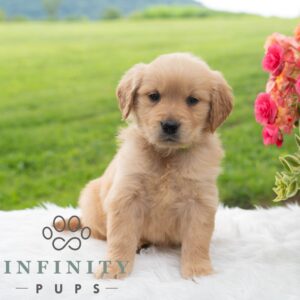 Breeds - Alt 26