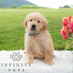 Breeds - Alt 2