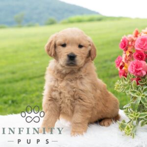 Breeds - Alt 16
