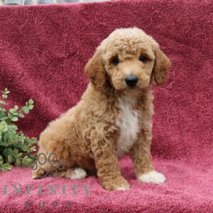 Breeds - Alt 8