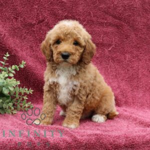 Breeds - Alt 10