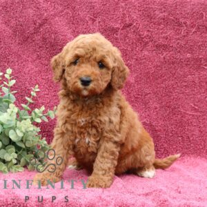 Breeds - Alt 23