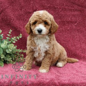 Breeds - Alt 25