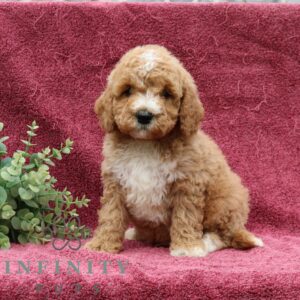 Breeds - Alt 27