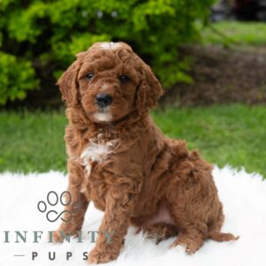 Breeds - Alt 2