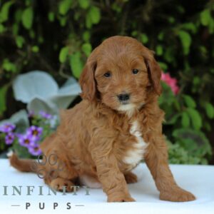 Breeds - Alt 25