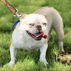 Polly – AKC's mother, a French Bulldog